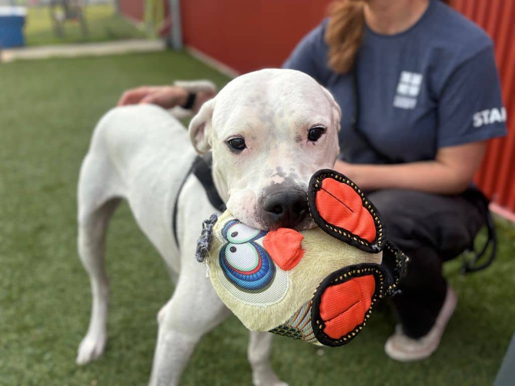 Mafi - Dogo Argentino available for adoption