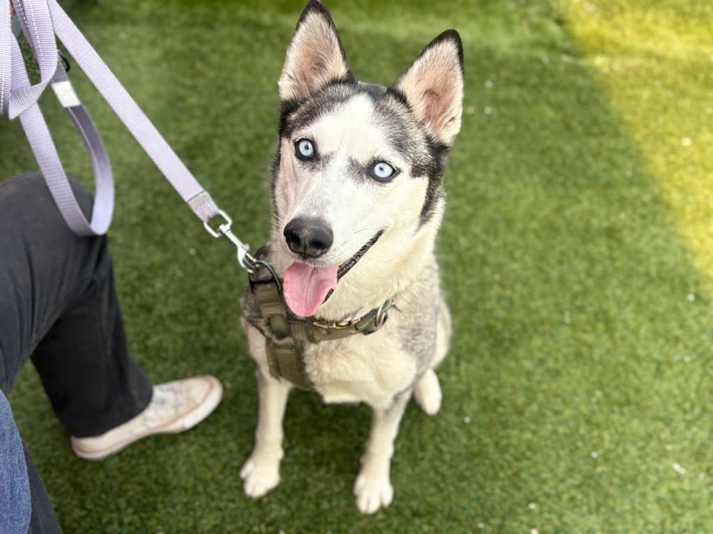 Winter - Siberian Husky available for adoption
