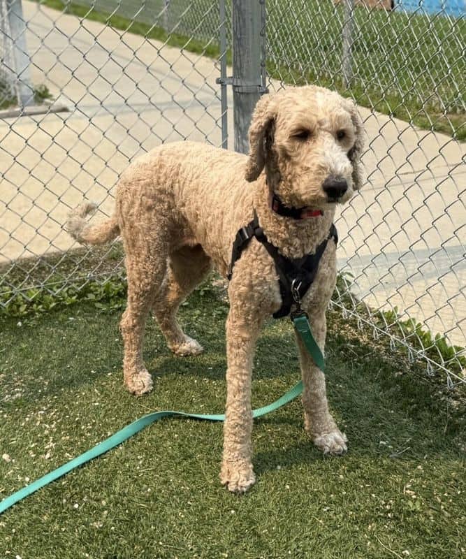 Spark - Golden Retriever - Poodle (Standard) available for adoption