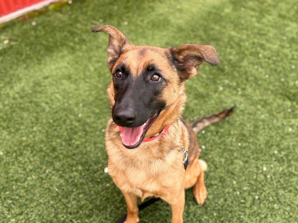 Romana - German Shepherd available for adoption