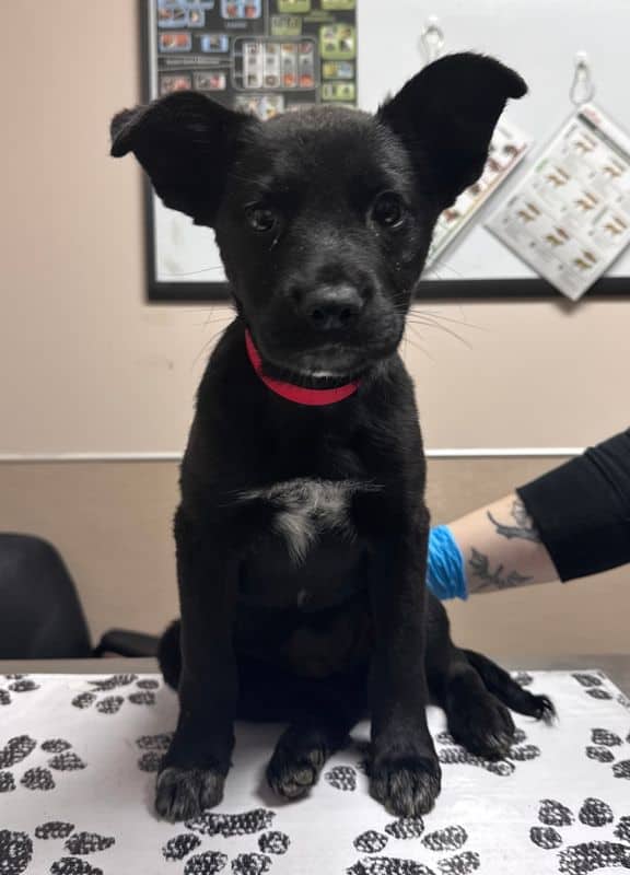 Juniper - Labrador Retriever available for adoption at Edmonton Humane Society in Calgary (1 of 3)