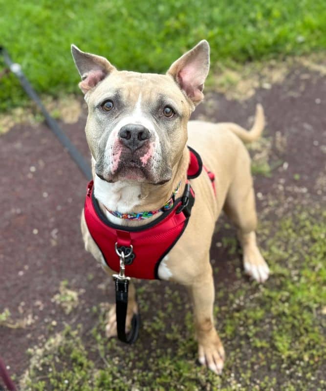 Max - American Staffordshire Terrier available for adoption at Edmonton Humane Society in Calgary (1 of 7)