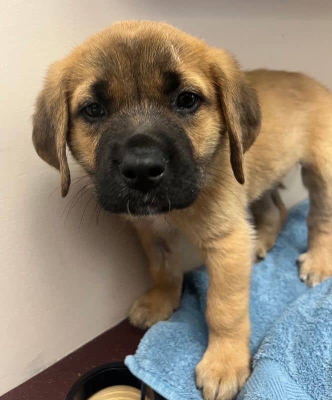 Cedar - St. Bernard (Saint Bernard) available for adoption at Edmonton Humane Society in Calgary