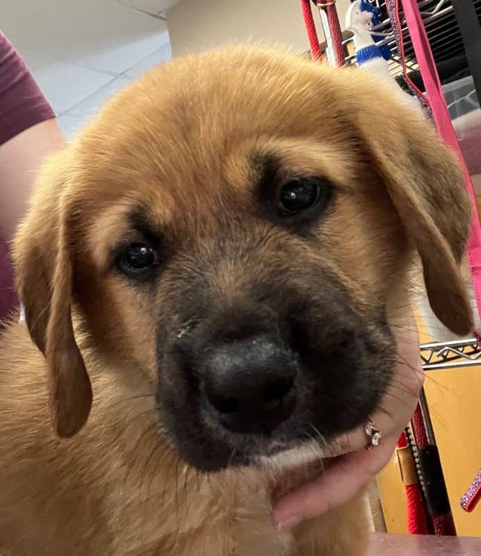 Spruce - St. Bernard (Saint Bernard) available for adoption
