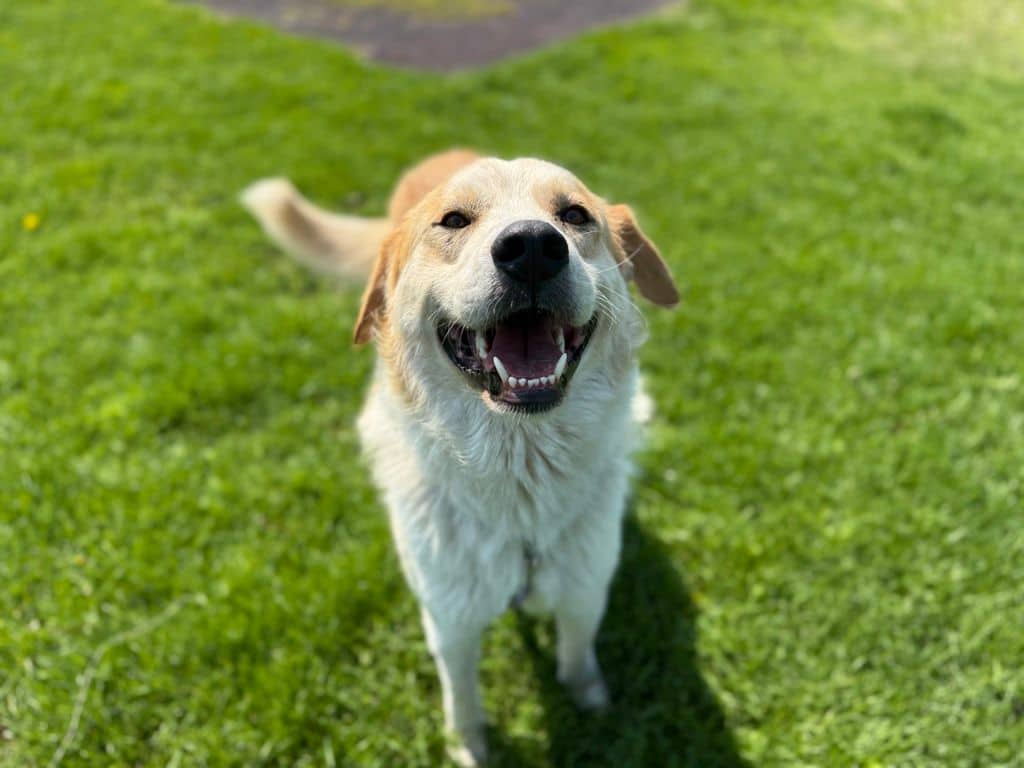 Fred - Large Cross Breed available for adoption at Edmonton Humane Society in Calgary (1 of 6)