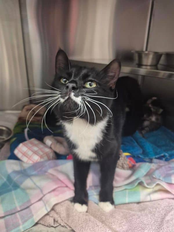 Daphne - Domestic Short Hair cat available for adoption at Edmonton Humane Society in Calgary (1 of 4)