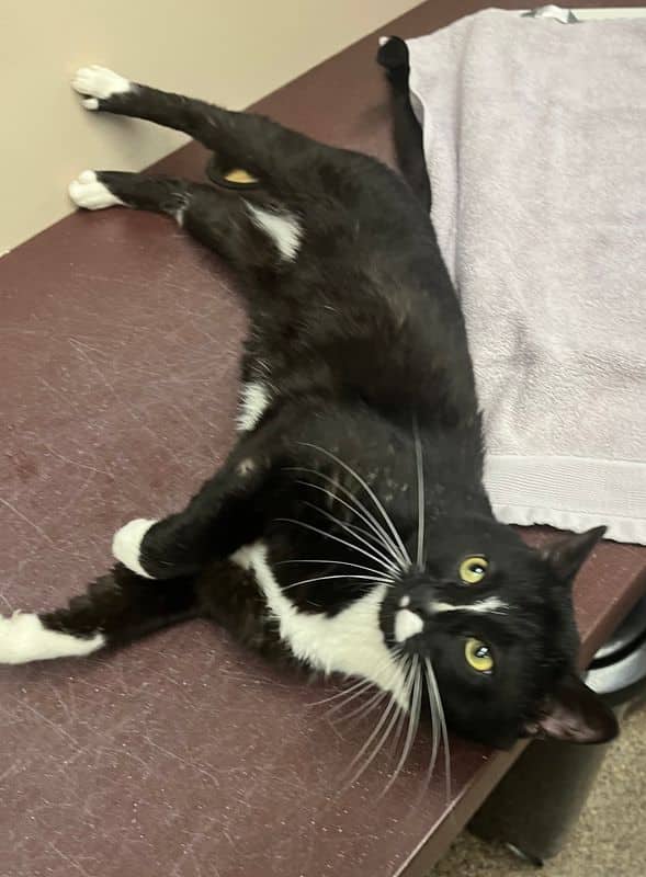 Chaos - Domestic Short Hair available for adoption