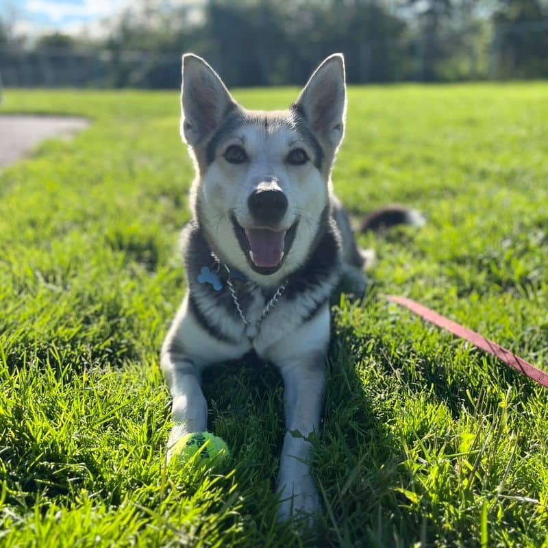 Happy - Shepherd available for adoption