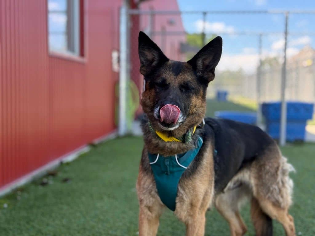 Ness - German Shepherd available for adoption