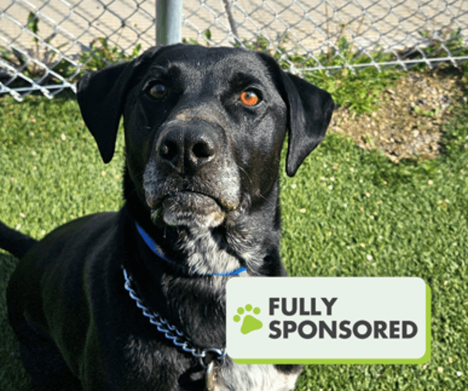Miko - Labrador Retriever available for adoption