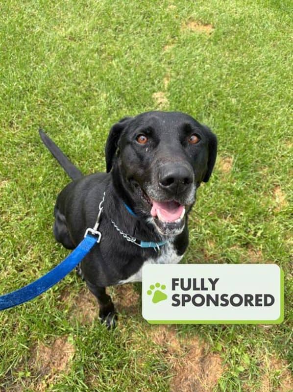 Miko - Labrador Retriever available for adoption at Edmonton Humane Society in Edmonton (1 of 7)