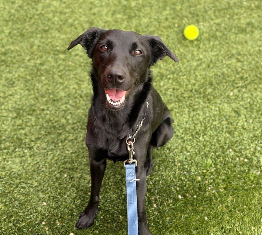 Isadora - Border Collie available for adoption at Edmonton Humane Society in Calgary (1 of 7)