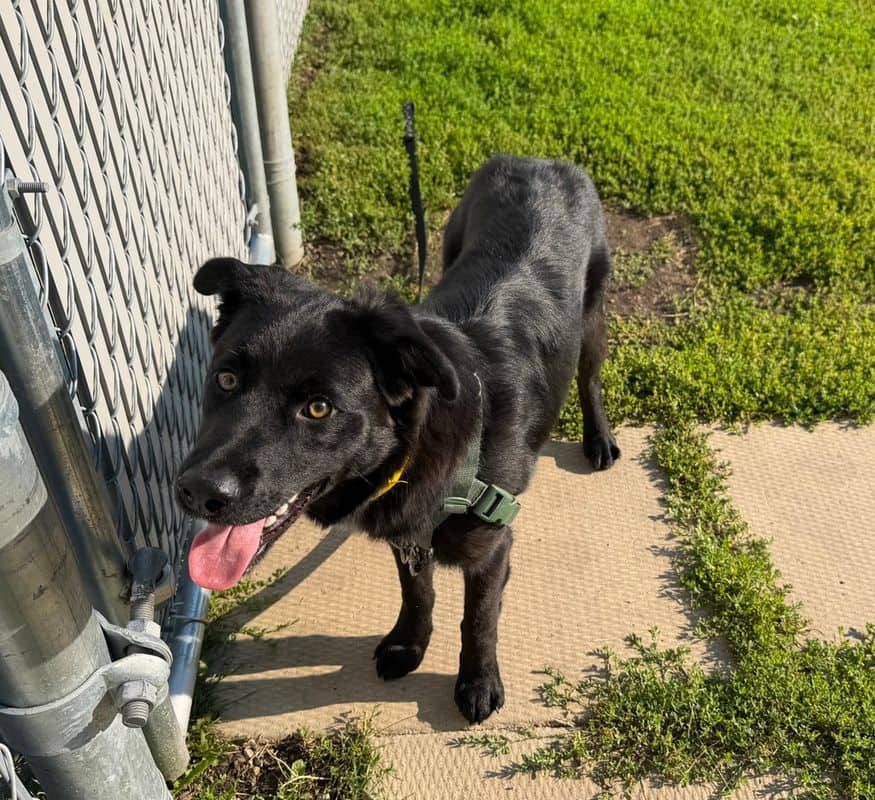 Hilda - Shepherd - Border Collie available for adoption at Edmonton Humane Society in Edmonton (1 of 4)
