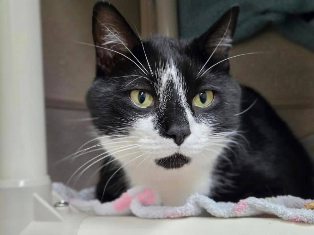 Cattitude: Bablu - Domestic Medium Hair cat available for adoption in Alberta