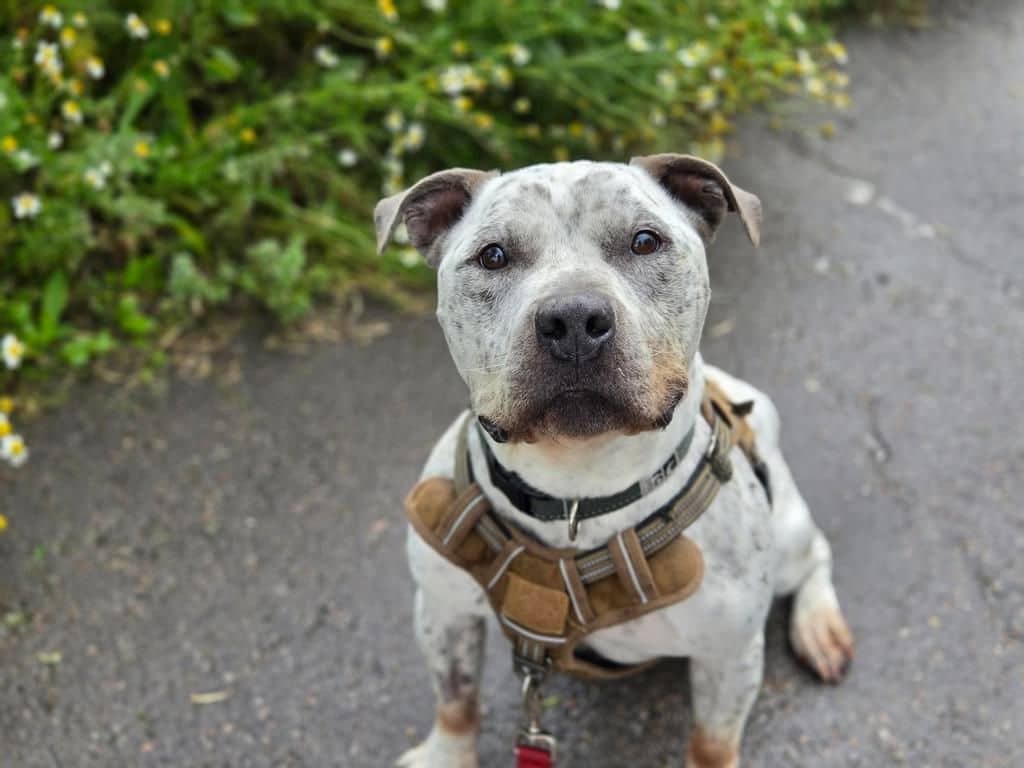 Sultan - American Pit Bull Terrier available for adoption