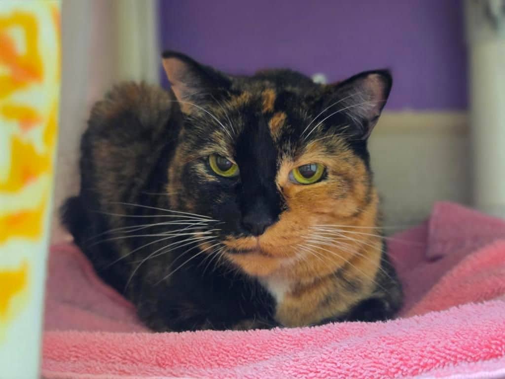 Matinee - Domestic Short Hair available for adoption