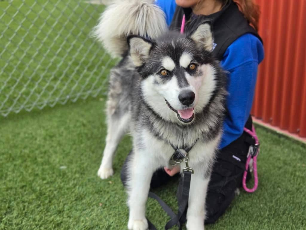 Blue - Siberian Husky available for adoption