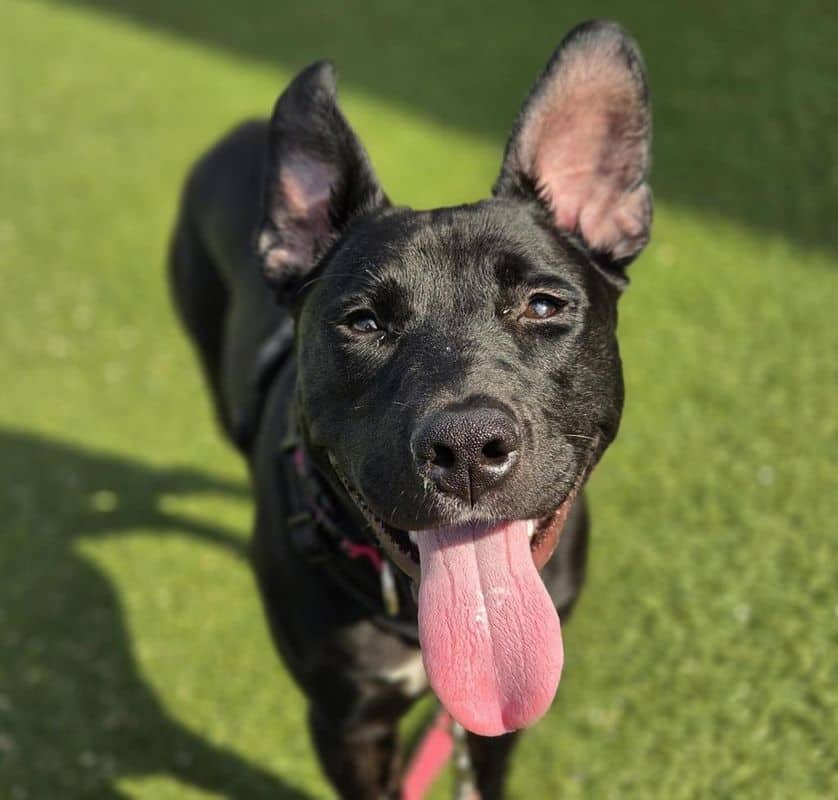 Rosie - American Staffordshire Terrier available for adoption at Edmonton Humane Society in Calgary (1 of 7)