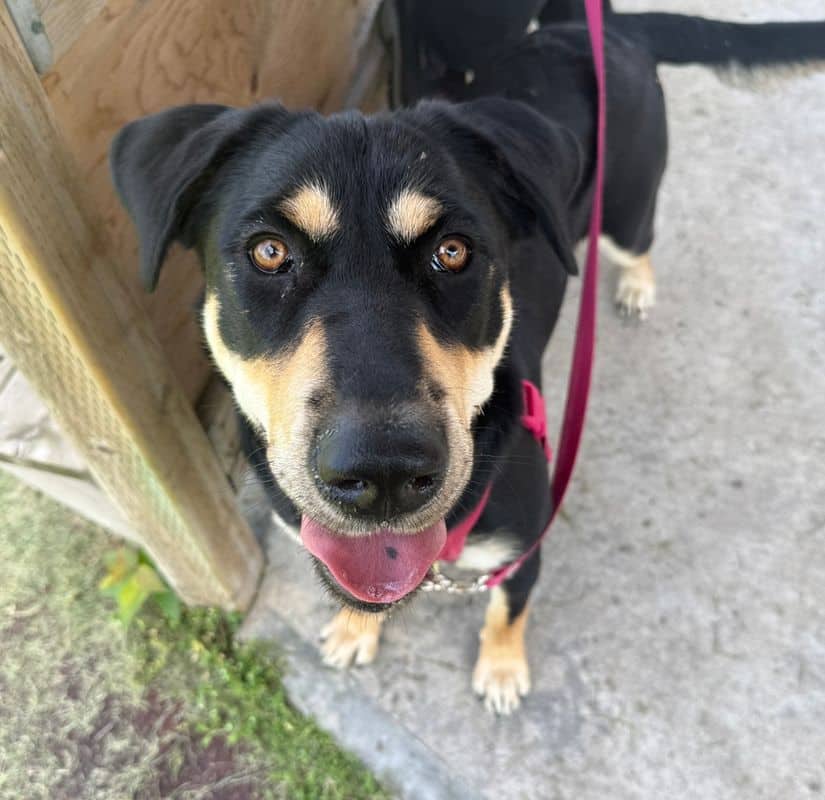 Poppy - Shepherd available for adoption at Edmonton Humane Society in Edmonton (1 of 5)