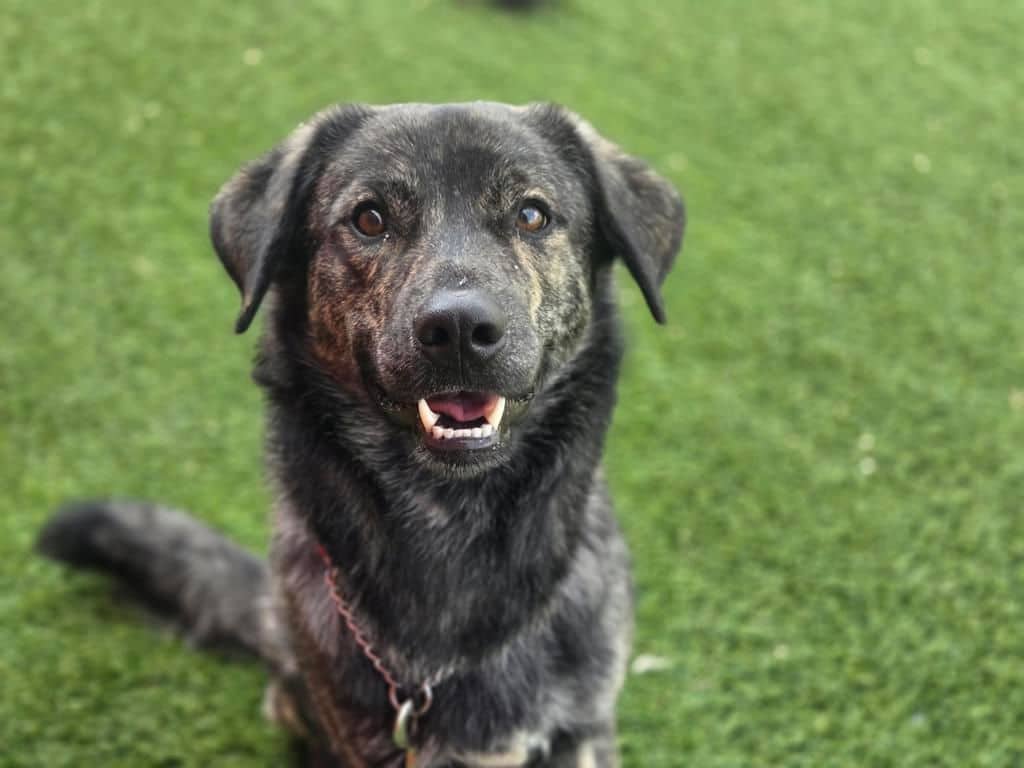 Sterling - Large Cross Breed available for adoption at Edmonton Humane Society in Edmonton (1 of 7)