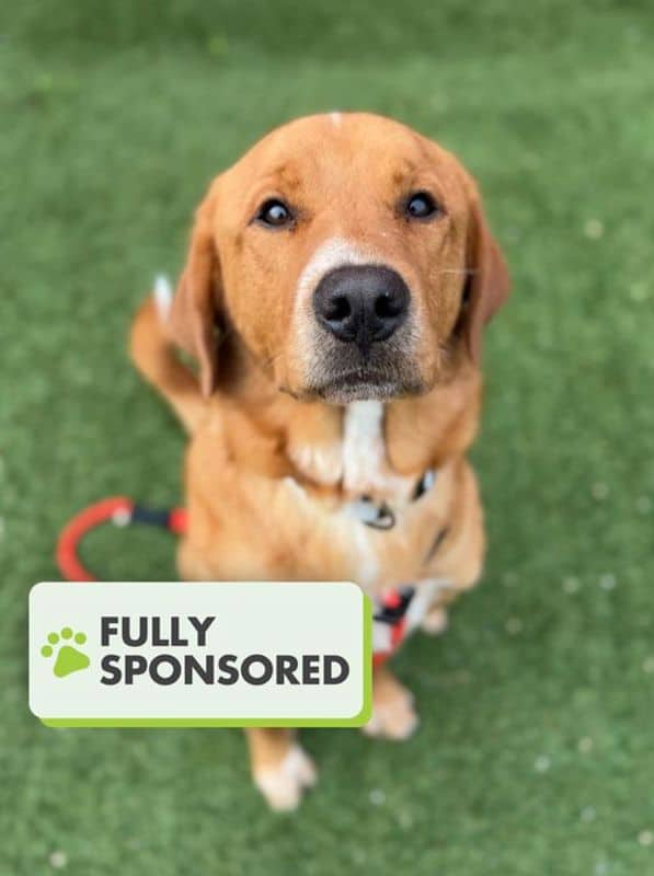 Theo - Labrador Retriever - Nova Scotia Duck Tolling Retriever available for adoption at Edmonton Humane Society in Edmonton (1 of 7)