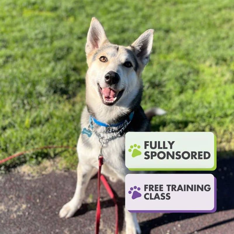 Happy - Shepherd available for adoption