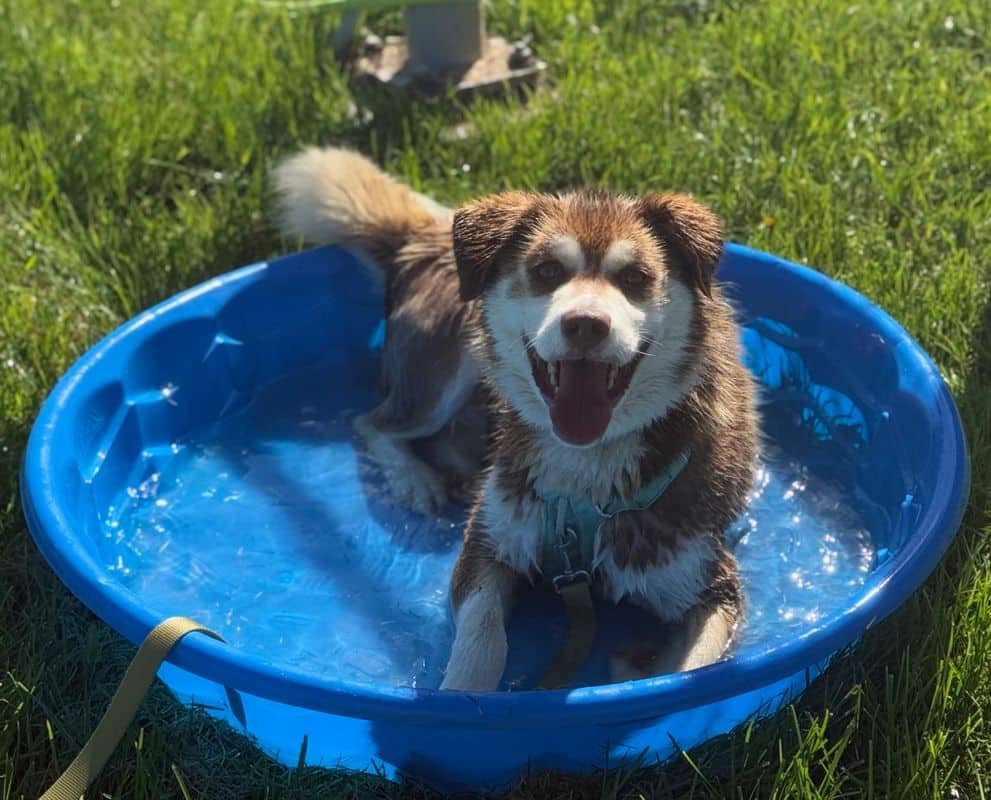 Proscuitto - Siberian Husky available for adoption