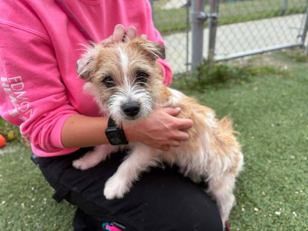 Doris - Terrier - Havanese available for adoption at Edmonton Humane Society in Edmonton (1 of 5)