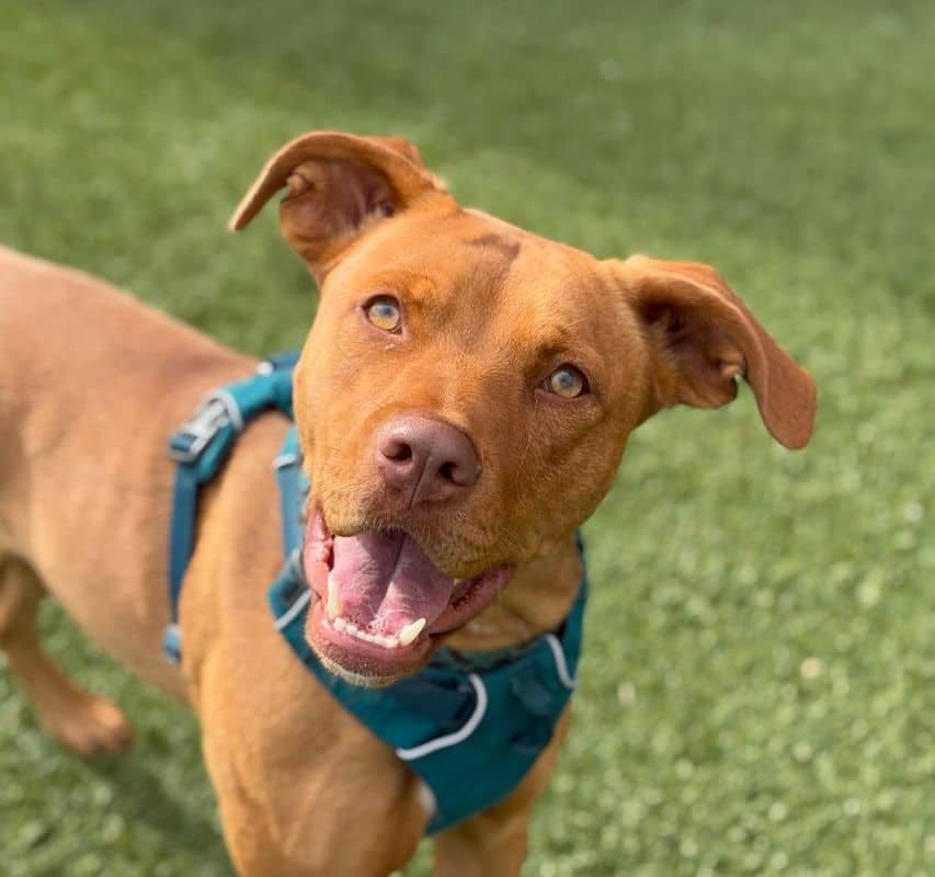 Sunshine - American Staffordshire Terrier available for adoption at Edmonton Humane Society in Edmonton (1 of 5)