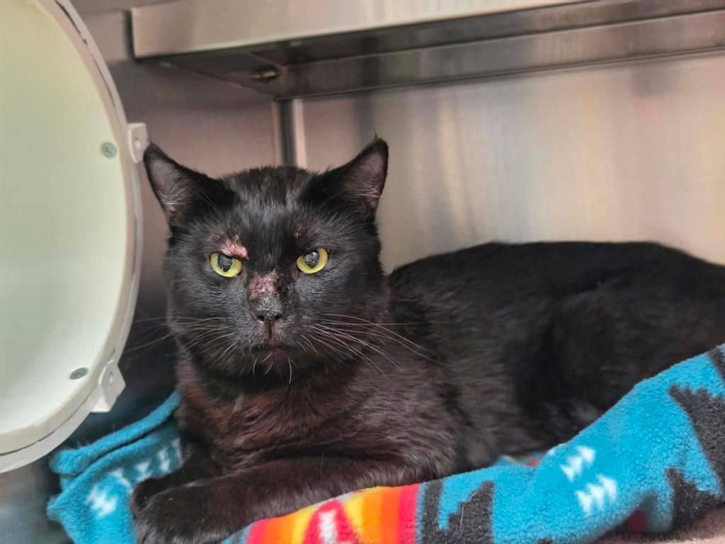Carl - Domestic Short Hair cat available for adoption at Edmonton Humane Society in Edmonton (1 of 4)