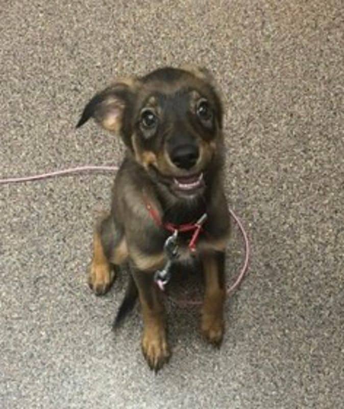 Willow - German Shepherd available for adoption in Alberta