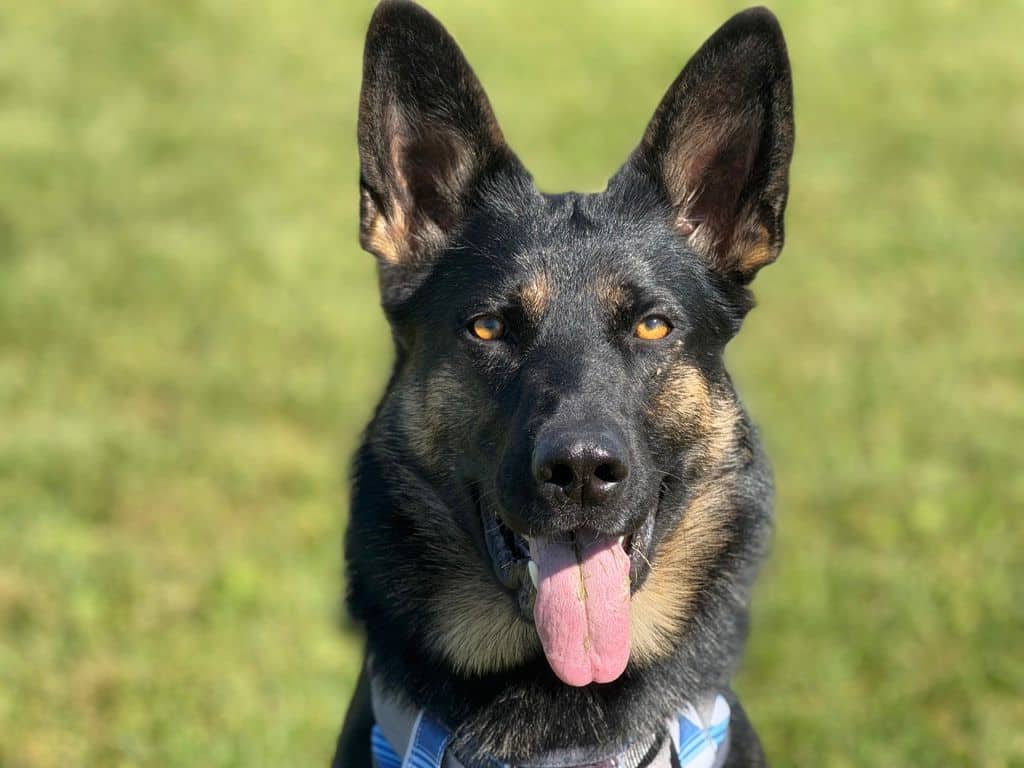 Natasha - German Shepherd available for adoption at Edmonton Humane Society in Edmonton (1 of 7)