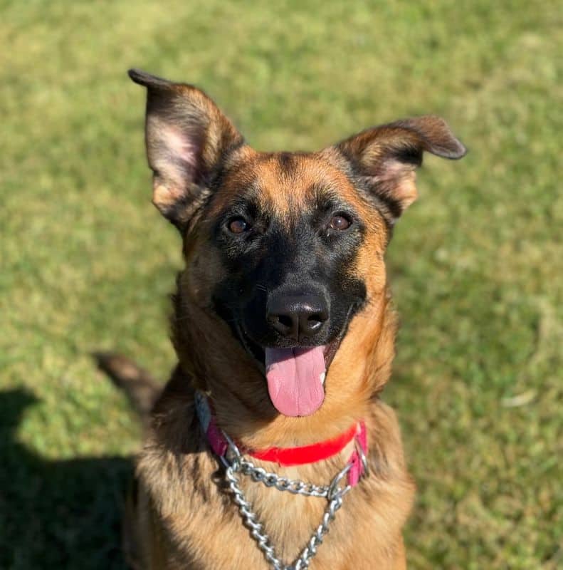 Ramona - Belgian Malinois available for adoption at Edmonton Humane Society in Edmonton (1 of 7)