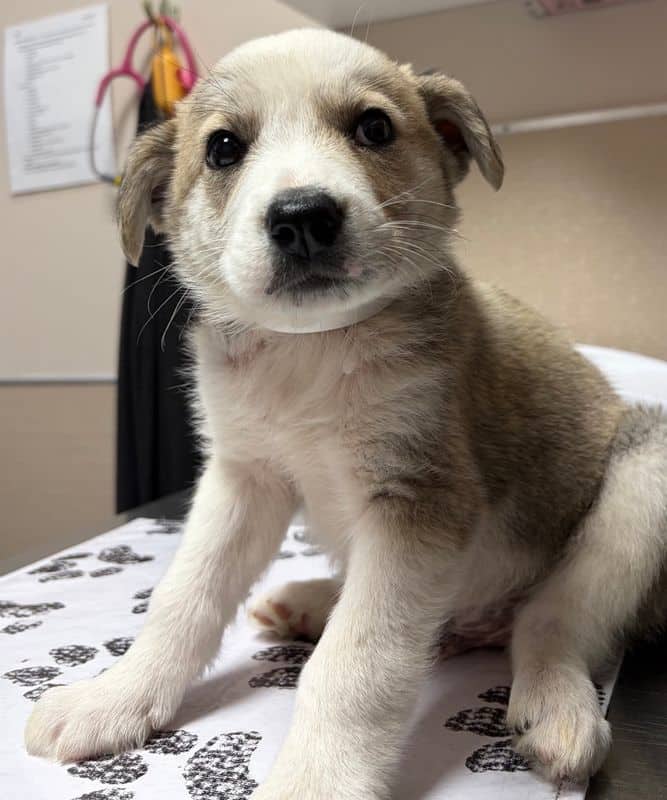 Fog - Large Cross Breed available for adoption