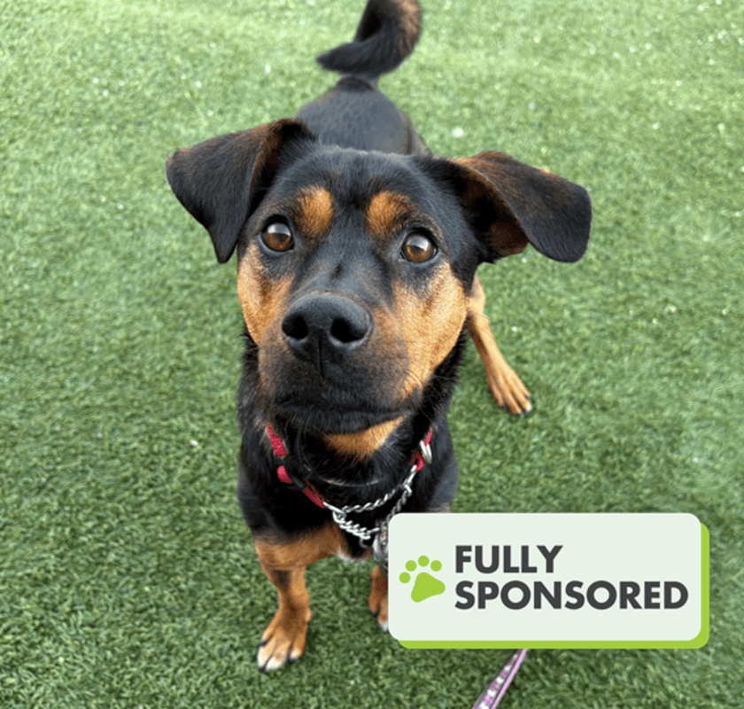 Bruno - Large Cross Breed available for adoption at Edmonton Humane Society in Edmonton (1 of 5)