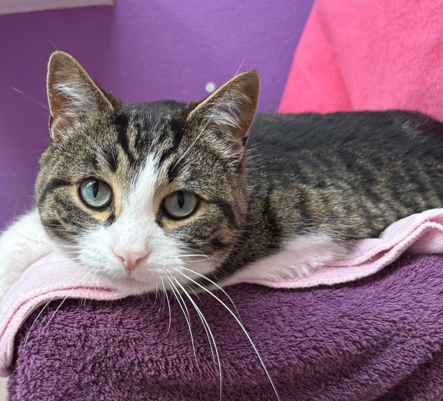 Dodger - Domestic Short Hair cat available for adoption at Edmonton Humane Society in Calgary (1 of 7)