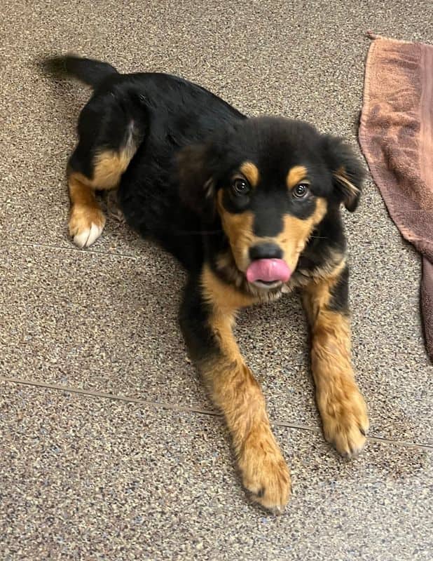 Max - Shepherd available for adoption