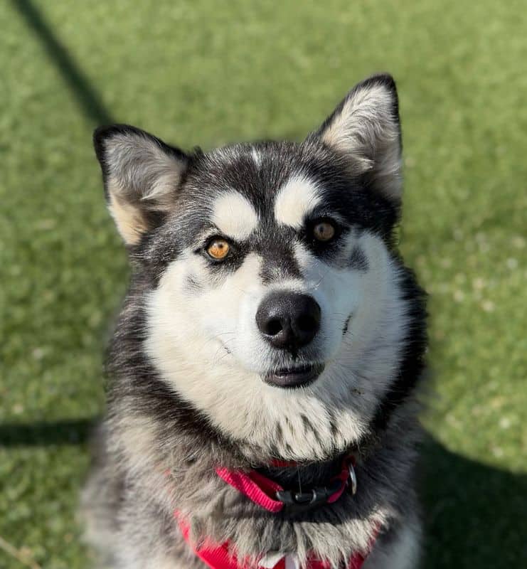 Blue - Siberian Husky available for adoption at Edmonton Humane Society in Calgary (1 of 4)