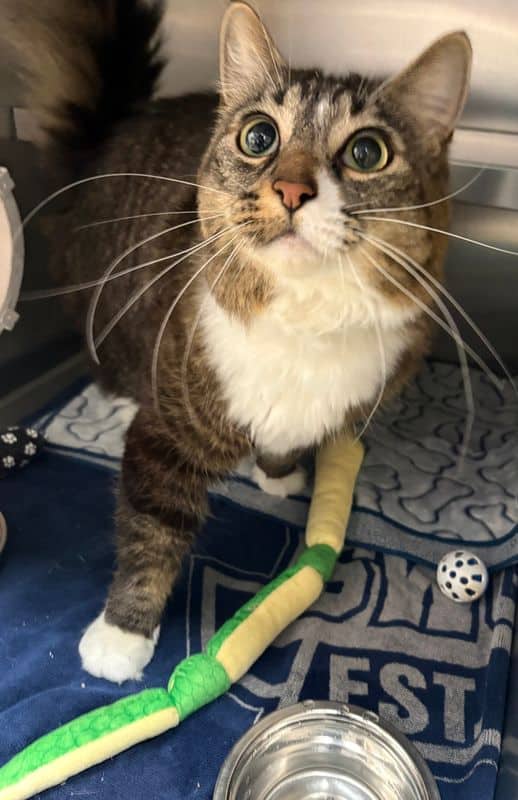 Kiara - Domestic Medium Hair available for adoption