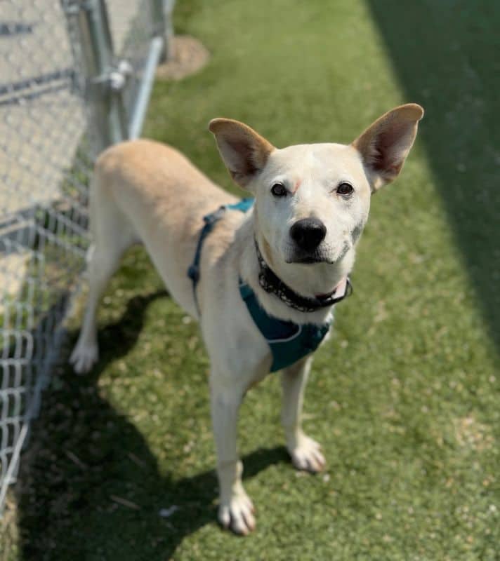 Liv - Large Cross Breed available for adoption at Edmonton Humane Society in Calgary