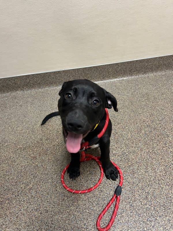 Bliss - Labrador Retriever available for adoption at Edmonton Humane Society in Calgary