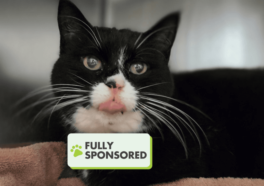 Czarina - Domestic Short Hair available for adoption