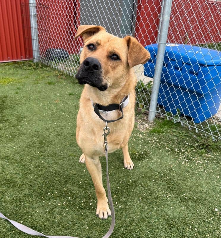 Chopper - Labrador Retriever available for adoption at Edmonton Humane Society in Edmonton (1 of 7)