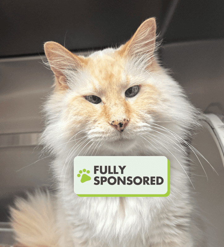 Georgie - Ragdoll cat available for adoption in Alberta