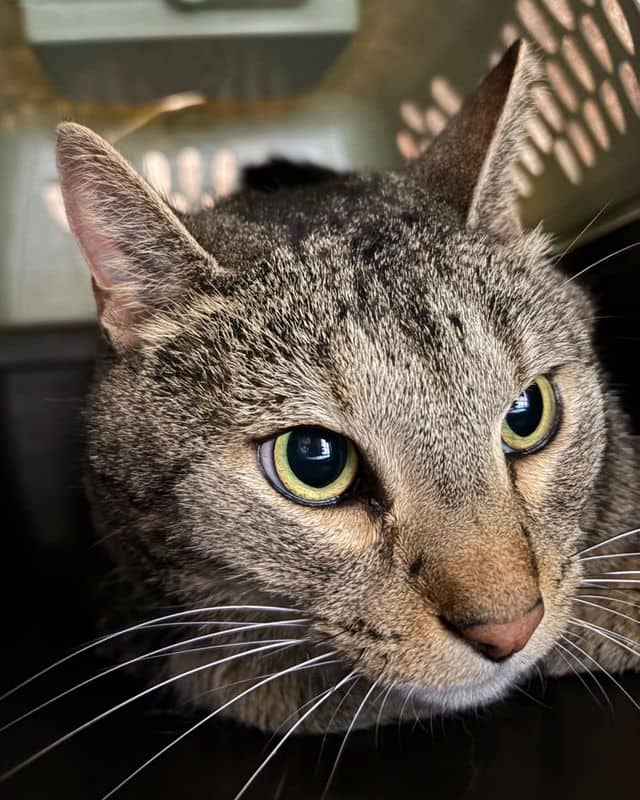 Yin - Domestic Short Hair cat available for adoption at Edmonton Humane Society in Edmonton (1 of 3)