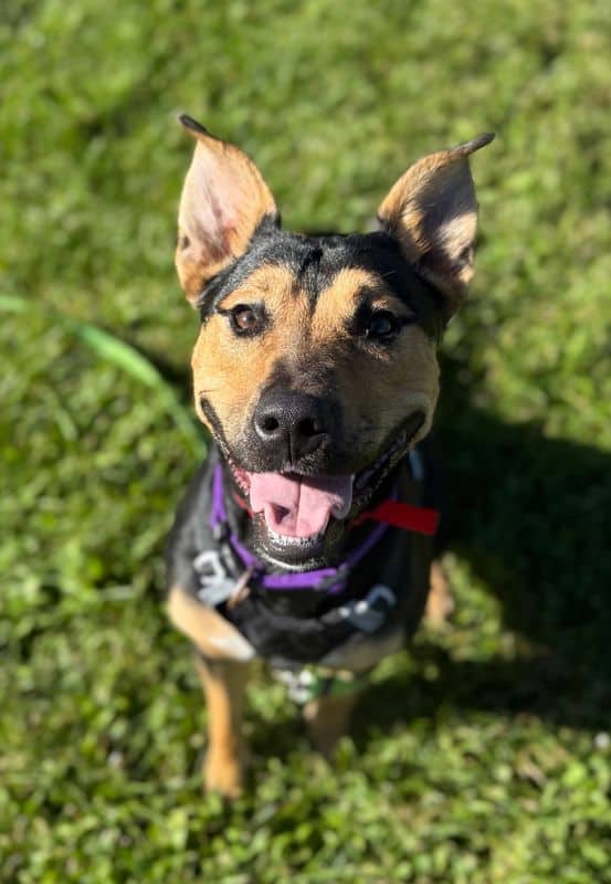 Willow - American Pit Bull Terrier - Rottweiler available for adoption