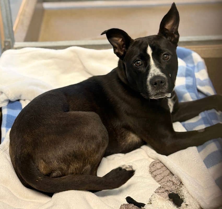 Lily - American Staffordshire Terrier available for adoption