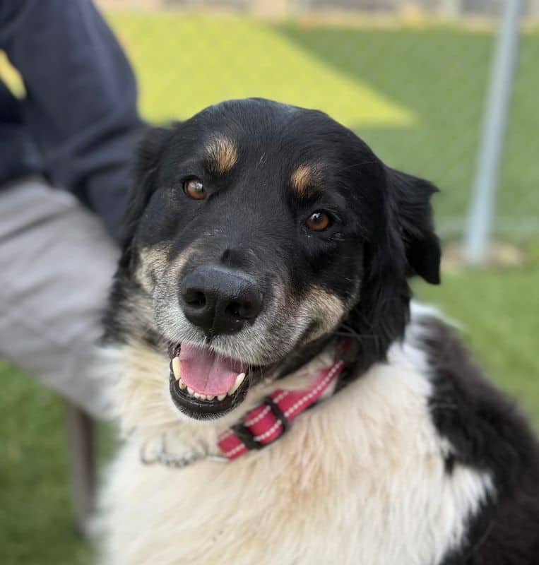 Buddy - Great Pyrenees available for adoption at Edmonton Humane Society in Edmonton (1 of 7)