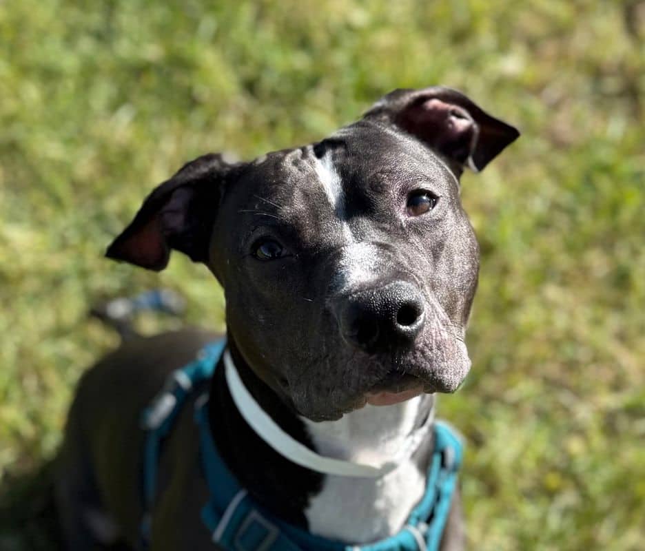 Benny - American Staffordshire Terrier available for adoption at Edmonton Humane Society in Edmonton (1 of 5)