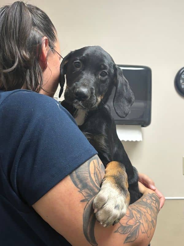 Dewey - Rottweiler available for adoption at Edmonton Humane Society in Edmonton